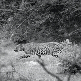 luipaard Sri Lanka 2008